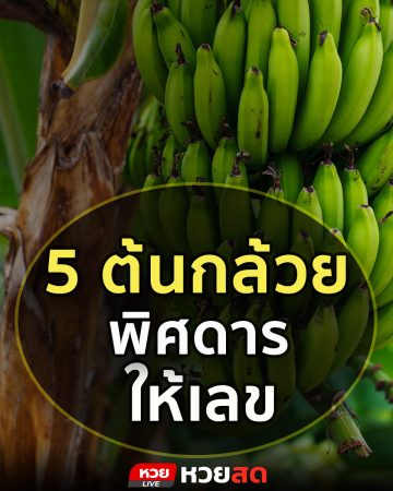 หวยสดแนะนำ 5 ต้นกล้วยพิศดาร ขอหวยให้โชคและเลขเด็ด